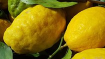 Limoncello Making and lunch with lemon base
