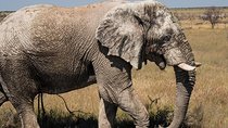 6-Day Dunes and Wildlife Accommodated Safari from Windhoek