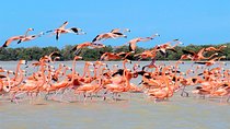 Private 3-Day Yucatan Sightseeing Tour from Playa del Carmen