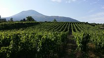 Wine Tour and Lunch with Winetasting and Vineyard Visit