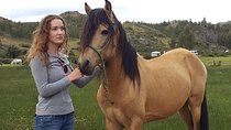 Equestrian experience - Peruvian paso Horse