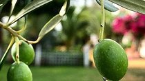 Olive Oil Tasting and Culinary Day Trip in Carmona