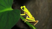 Night Walk Experience at Natura Eco Park, (frogs snakes mammals insects birds)