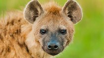 Day 3 Camping Safari : Lake Manyara to Ngorongoro Crater to Tarangire (Budget)