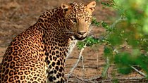 Wilpattu National Park Private Safari (All Inclusive) From Kandy