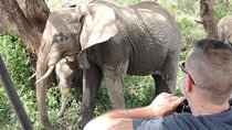 Full-Day Trip to Tarangire National Park