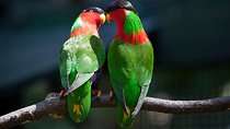 Kula Eco Bird Park ,Momi Gun Site And Market Tour Ex Marriott and Denarau resort