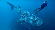 Whale Shark Swimming and Isla Mujeres Beach Tour