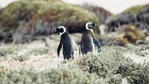 Full-Day Cape Peninsula Tour from Cape Town