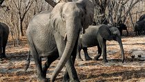 Hwange Full Day Trip