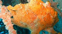 Scuba diving in PADANG BAY BALI
