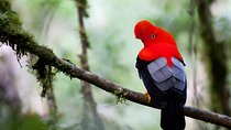3 Day - Manu Cloud Forest - Group Service 