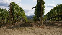 Shore Excursion from Livorno to Chianti area with Wine Tasting & Lunch 