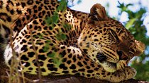 Yala Safari Experience