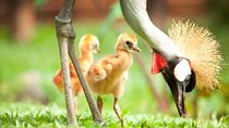 Full Day Trip Bali Bird Park And Kintamani