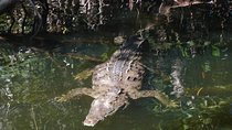 Black river safari and Appleton estate tour