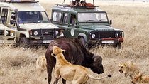 8 days Spectacular Tanzania Northern Circuit Wildlife Safari Lodge 