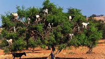 Private Day Trip to Essaouira and Argan Forest from Marrakech