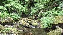 Kings Levada Walk Sao Jorge Native Forest