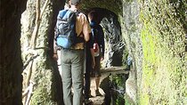 Laurissilva Forest Walk