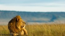 6 Day Migration Safari (Ngorogoro Crater Ndutu Central Serengeti