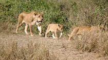 3 Days Ngorongoro Crater Tour