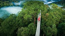 Monteverde Cloud Forest Hanging Bridges Tour from San Jose