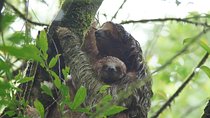 Sloth Watching Tour 