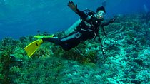 Daily diving tour in Gordon Rocks