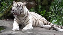 Delhi Zoo White Tigers & lions with Old Fort Visit