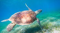Red Sea Snorkeling from Hurghada 