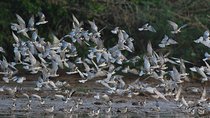 Bundala Birding Paradise - All Inclusive Tour