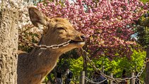 Nara Day Trip from Osaka: Private & Personalized with a Local