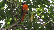 Birdwatching Forest Walk in Kitulgala