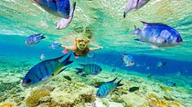 Small Group Snorkeling, Sharks & Rays Encounter At Punta Cana