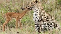 Jhalana Safari Park Leopard- One Jungle Jeep Safari And One Night Stay In Hotel