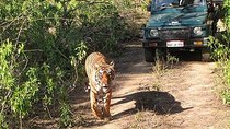 Sariska Wild Life Tour By Private Car With Jungle Safari Gypsy