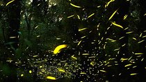 Sanctuary of the Fireflies