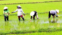 Private - An Authentic Mekong Local Version - Day Tour