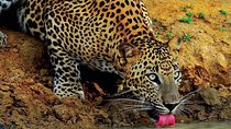 Wilpattu National Park Tour From Bentota With jeep SAFARI 