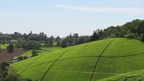 Enthralling Kiambethu Tea Farm in Limuru