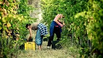 Full Day Small Group Pompeii Tour from Sorrento with Local Wine Tasting