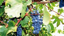 Private Experience: Guided tour in Pompei & local wine tasting from Sorrento