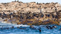 Marine Big 5 Safari full day trip from Cape Town