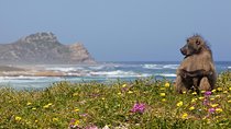 Half day Cape Point Sightseeing Tour with Penguins from Cape Town