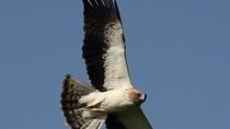 Birds, nature and sightseeing tour around the Varna - Beloslav Lake