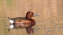 One-day Birding Along the Southern Bulgarian Black Sea Coast