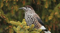 One-day Birding Around Sofia
