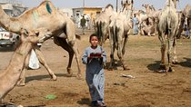 Unusual Tour To The Camel Market Of Birqash