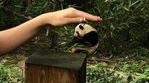 All Inclusive Chengdu Private Tour of Giant Panda and Buddha